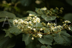Kydia calycina